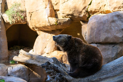 Taken from the san diego zoo.