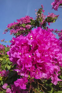 Close-up of pink flowers blooming outdoors