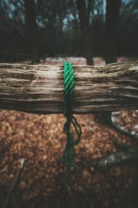 Close-up of rope tied on tree trunk in field