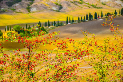 Close-up of flowering plants on field