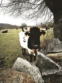 View of cow standing against plants