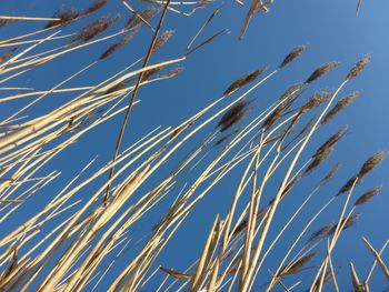 Low angle view of plants against clear blue sky