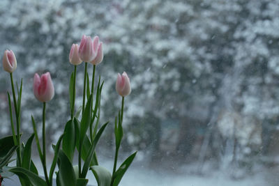 Close-up of white flowering plants on field