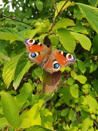 Close-up of butterfly on plant