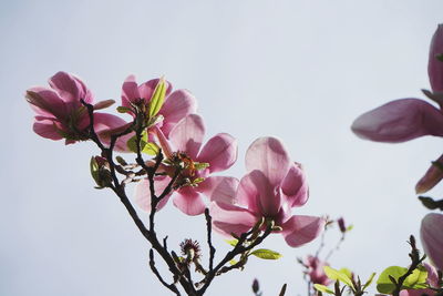 View of pink magnolia flower against clear sky