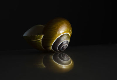 Close-up of shells on black background