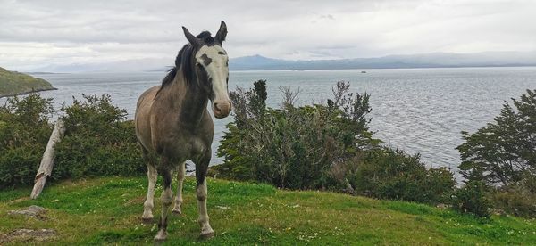 View of a horse in the water