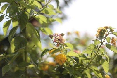 Close-up of red flowering plant