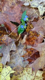 Full frame shot of dry leaves