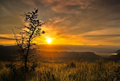 Scenic view of field against sky during sunset