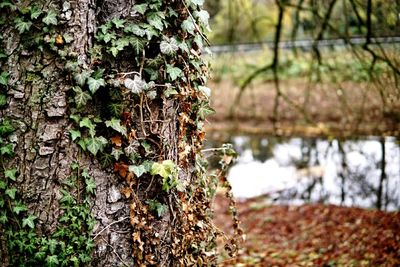 Close-up of plants growing on tree trunk