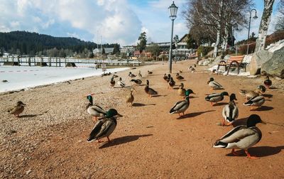 Birds on shore against sky