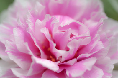 Close-up of pink rose