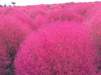 Full frame shot of pink flowering plants on field