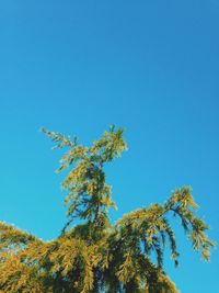 Low angle view of trees against clear blue sky