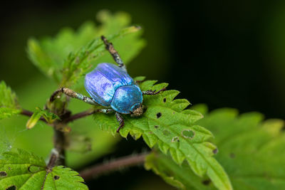 Close-up of insect on leaf