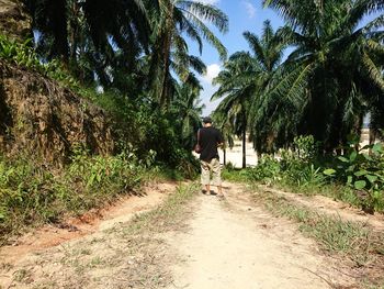 Rear view of man walking on road amidst trees