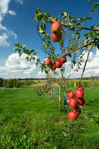 Red berries on tree in field against sky