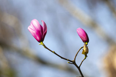 Close-up of pink flower buds