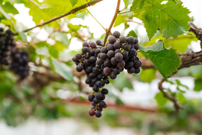 Close-up of grapes growing in vineyard