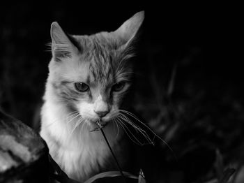 Close-up portrait of a cat