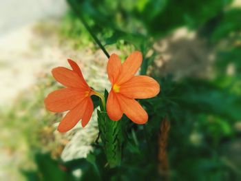 Close-up of orange flowering plant