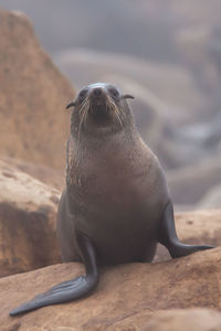 Close-up of seal on rock