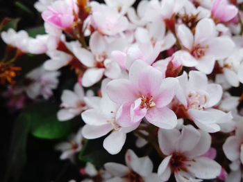 Close-up of pink flowers