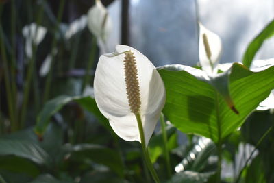 Close-up of white lily on plant