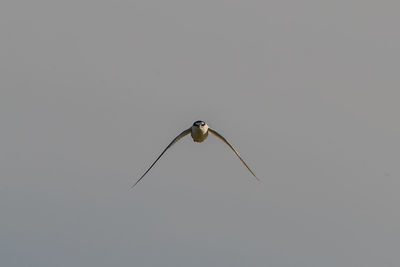 Low angle view of bird flying against clear sky