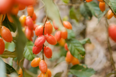 Close-up of fruits on tree