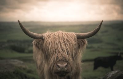 Close-up of highland cattle on field during sunset