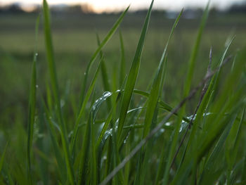 Close-up of wheat growing on field