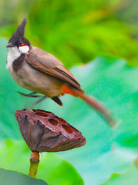 Close-up of bird perching on leaf