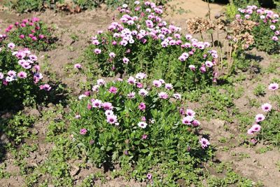 High angle view of pink flowering plants in garden