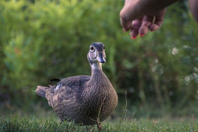 Cropped image of woman by duck on field