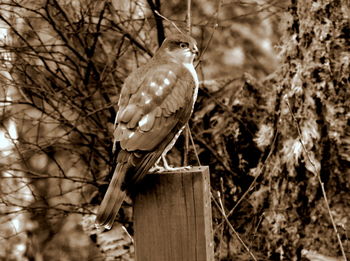 Close-up of bird perching on wooden post