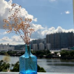 Close-up of plant in vase against blue sky