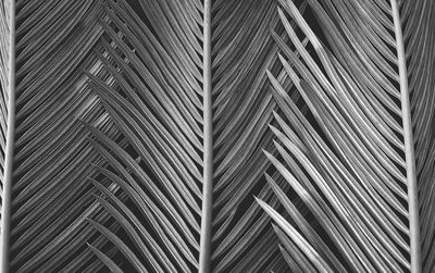 Full frame shot of palm leaves