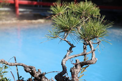 Low angle view of plant against lake
