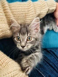 Portrait of cat with kitten