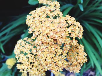 Close-up of flowers blooming outdoors