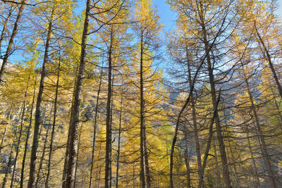 Low angle view of trees in forest during autumn