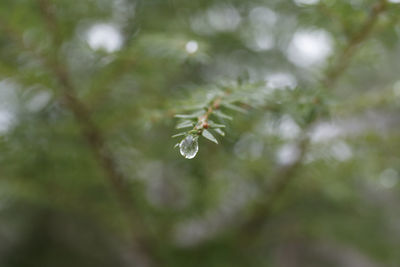 Close-up of water drops on leaf