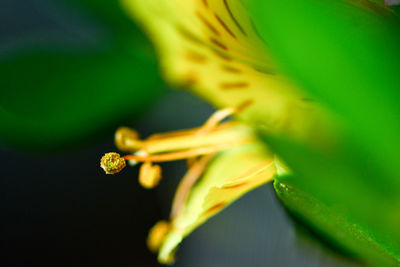 Close-up of yellow flowering plant