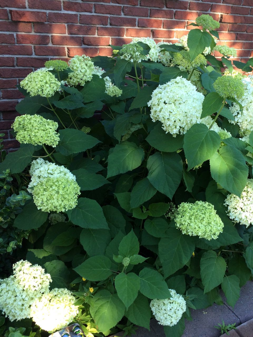 green color, plant, growth, leaf, plant part, nature, freshness, no people, beauty in nature, day, outdoors, flower, close-up, flowering plant, food and drink, high angle view, vegetable, food, healthy eating, vulnerability, flower pot