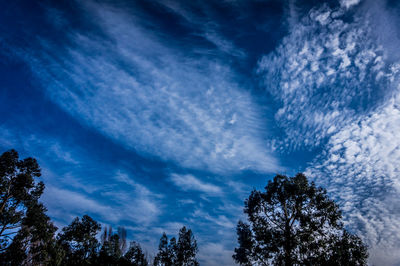 Low angle view of trees against cloudy sky