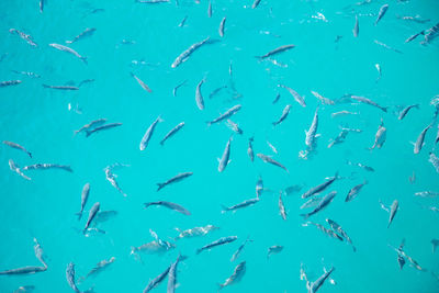 View of birds in sea