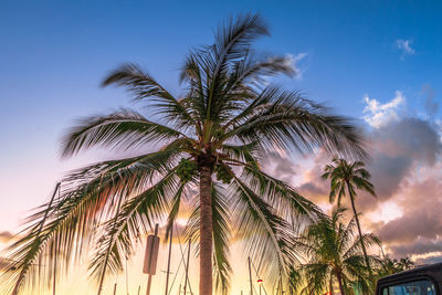 Low angle view of palm trees against blue sky