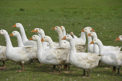 A gaggle of white geese walking on a green meadow